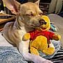 animal, blanket, chihuahua, close_up, comfort, cozy, cuddling, cute, dog, domestic, furniture, indoor, living_room, pet, plush_toy, relaxed, resting, sleepy, soft_toy, winnie_the_pooh
