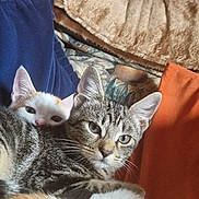 Smudge And Lokey joined the competition — help win amazing prizes! abyssinian, animal, architecture, bed, bedroom, blanket, building, cat, chair, couch, cushion, furniture, homedecor, indoors, kitten, manx, person, pet, room, sleeping