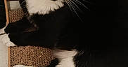 Hanabi participe au concours pour gagner de l'argent avec cette photo : animal, black_and_white, cat, closeup, curious, cute, domestic_cat, feline, floor, fur, green_eyes, indoor, lying_down, paws, pet, portrait, relaxed, scratch_pad, tile, whiskers