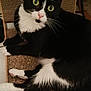 Hanabi participe au concours pour gagner de l'argent avec cette photo : cat, black_and_white, indoor, green_eyes, fur, whiskers, paws, scratch_pad, floor, tile, pet, animal, cute, curious, relaxed, lying_down, feline, domestic_cat, closeup, portrait