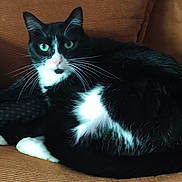Hanabi a rejoint le concours — aidez-le/la à gagner de superbes lots ! animal, black_and_white, cat, closeup, comfortable, couch, cozy, cute, domestic_cat, fur, furniture, green_eyes, indoor, looking, pet, relaxed, resting, sitting, tuxedo_cat, whiskers