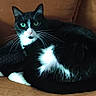 animal, black_and_white, cat, closeup, comfortable, couch, cozy, cute, domestic_cat, fur, furniture, green_eyes, indoor, looking, pet, relaxed, resting, sitting, tuxedo_cat, whiskers