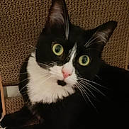 Hanabi a rejoint le concours — aidez-le/la à gagner de superbes lots ! cat, black_and_white, whiskers, green_eyes, close_up, pet, feline, curious, indoor, texture, fur, animal, face, portrait, sitting, chair, domestic, cute, mammal, looking