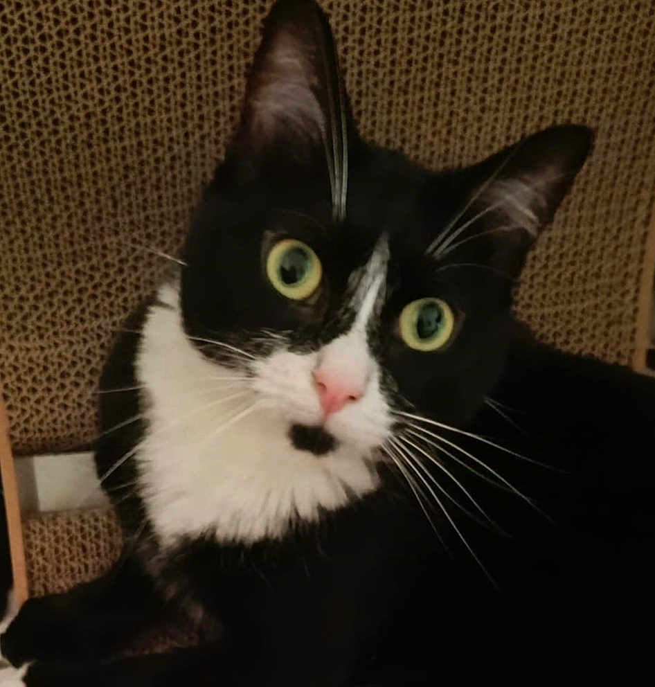 Hanabi a rejoint le concours — aidez-le/la à gagner de superbes lots ! cat, black_and_white, whiskers, green_eyes, close_up, pet, feline, curious, indoor, texture, fur, animal, face, portrait, sitting, chair, domestic, cute, mammal, looking