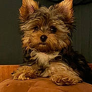 Avalon participe au concours pour gagner de l'argent avec cette photo : dog, puppy, yorkshire_terrier, fur, ears, eyes, nose, pet, indoor, cushion, sofa, portrait, cute, sitting, paws, whiskers, closeup, domestic_animal, brown, black