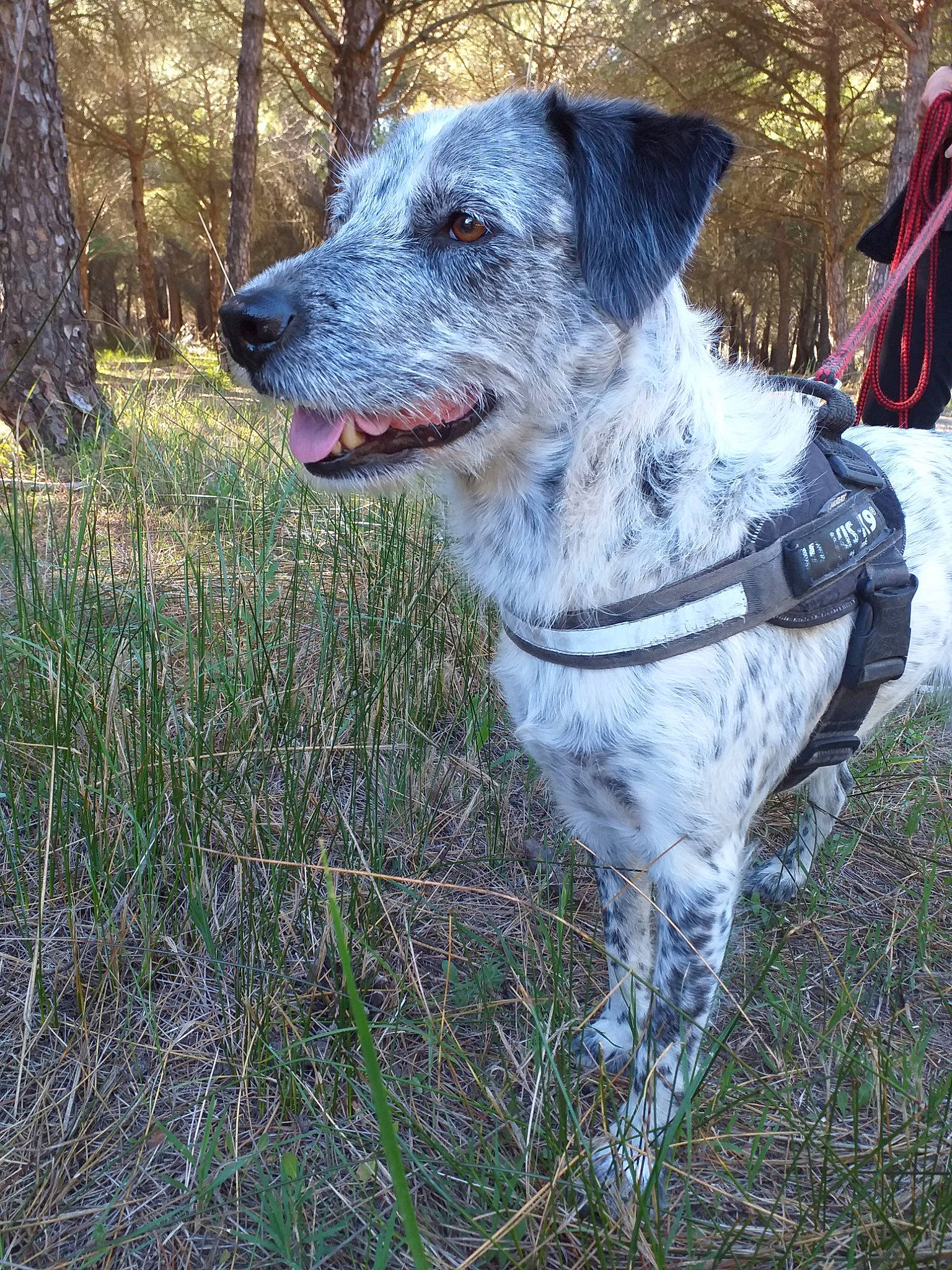 Boogie participe au concours pour gagner de l'argent avec cette photo : braque_du_bourbonnais, canidae, carnivore, dog, dog_breed, german_shorthaired_pointer, hunting_dog, louisiana_catahoula_leopard_dog, mammal, pointer, sporting_group
