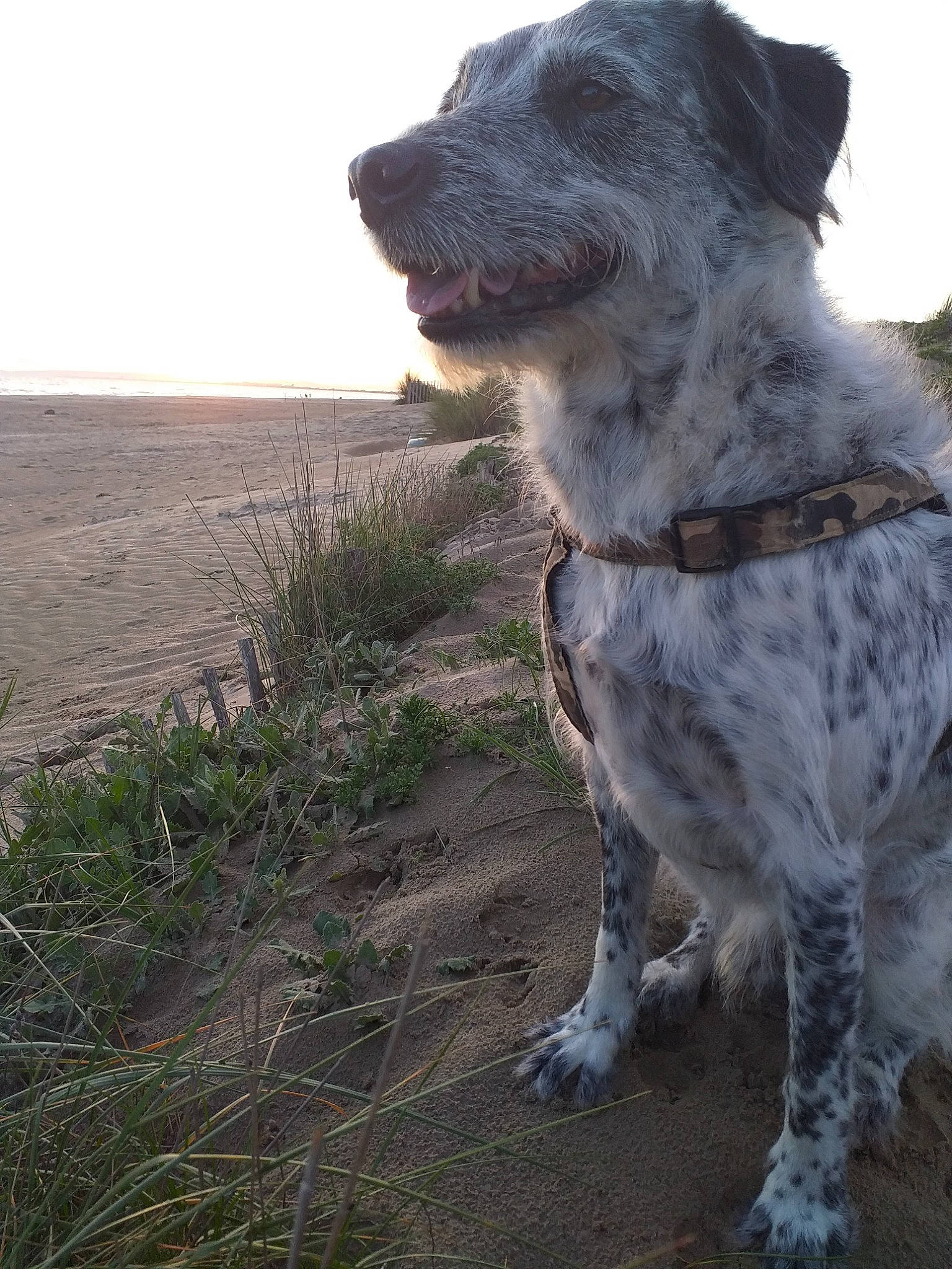 Boogie a rejoint le concours — aidez-le/la à gagner de superbes lots ! australian_cattle_dog, canidae, carnivore, dog, dog_breed, german_shorthaired_pointer, hunting_dog, koolie, louisiana_catahoula_leopard_dog, mammal, snout, sporting_group, working_dog