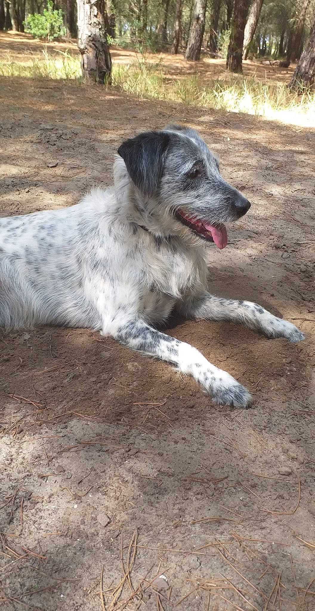 Boogie participe au concours pour gagner de l'argent avec cette photo : american_staghound, canidae, carnivore, dog, dog_breed, dogo_sardesco, hunting_dog, irish_wolfhound, mammal, sporting_group, vertebrate