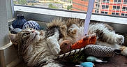 Buu is registered to the contest to win money with this photo: cat, fluffy, toy, window, cityscape, building, sky, cloud, mat, indoor, relaxed, curious, pet, feline, fur, playful, colorful, urban, daylight, resting