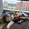 cat, fluffy, toy, window, cityscape, building, sky, cloud, mat, indoor, relaxed, curious, pet, feline, fur, playful, colorful, urban, daylight, resting