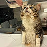 cat, tabby_cat, standing, food_can, hand, dog, small_dog, couch, living_room, lamp, furniture, indoor, pet, animal, whiskers, fur, eyes, curious, table, waiting