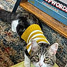 Buu is registered to the contest to win money with this photo: cat, pet, animal, sweater, yellow, white, striped, carpet, floor, board_games, table, wood, playful, curious, indoor, feline, close_up, green_eyes, domestic, cozy