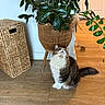 cat, feather_toy, plant, woven_basket, wooden_floor, indoor, pet_bowl, furniture, leafy_plant, curious, fluffy, brown, white, domestic_cat, home, decor, pet, floor, sitting, looking_up