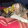 Buu is registered to the contest to win money with this photo: cat, tabby_cat, sleeping, yellow_sweater, plaid_blanket, indoor, cozy, pet, fur, whiskers, paw, resting, cute, animal, domestic_cat, striped, mammal, relaxing, soft, warm
