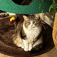Buu is registered to the contest to win money with this photo: cat, fluffy, indoor, pet, animal, rug, plant, basket, cat_tree, toy, wooden_floor, fur, whiskers, ears, eyes, nose, paws, tail, home, cozy
