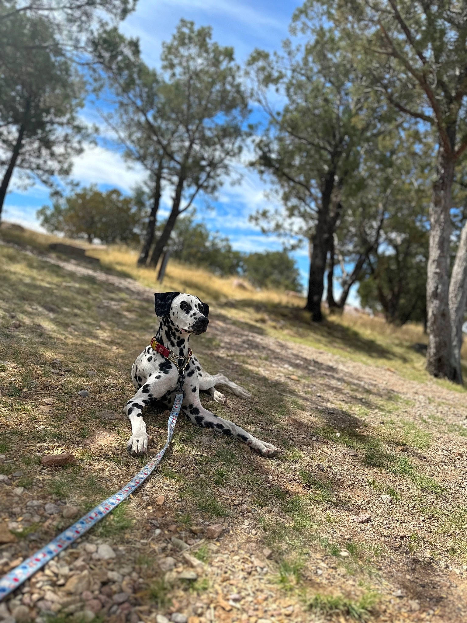 Aspen joined the competition — help win amazing prizes! adventure, carnivore, cloud, dalmatian, dog, dog_breed, fawn, forest, grass, helmet, personal_protective_equipment, plant, recreation, sky, soil, sporting_group, trail, tree, wood, working_animal
