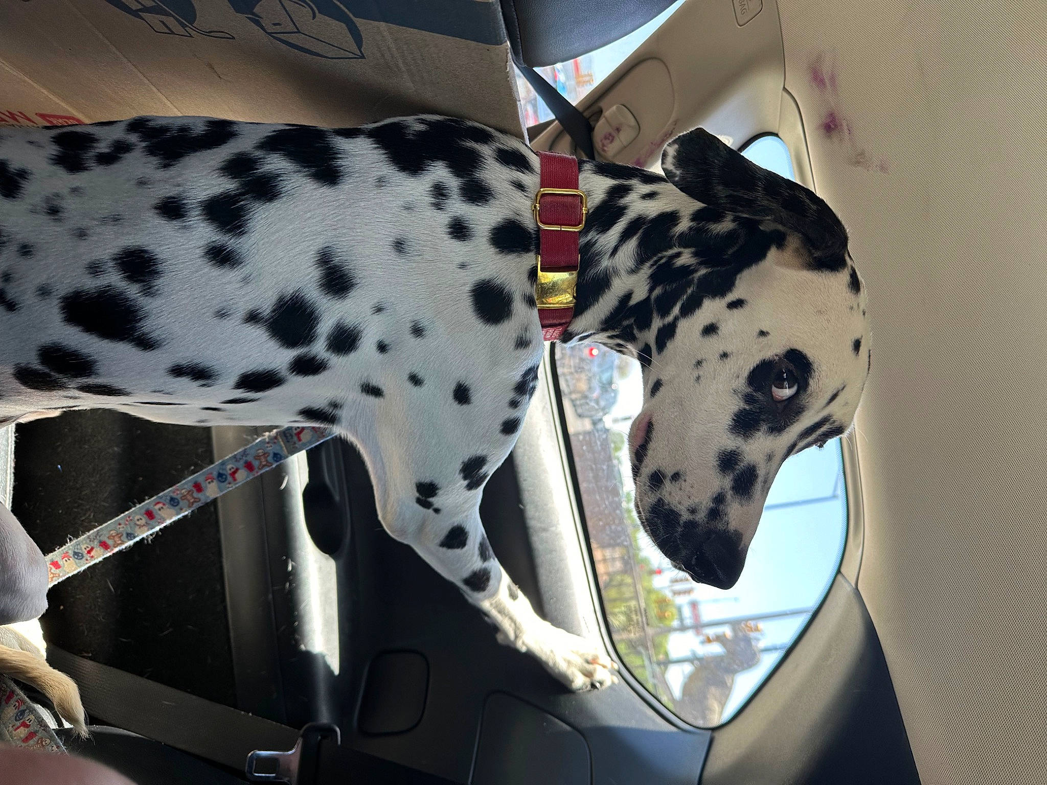 Aspen is registered to the contest to win money with this photo: auto_part, canidae, carnivore, collar, companion_dog, dalmatian, dog, dog_breed, dog_collar, fawn, hood, metal, pattern, recreation, snout, sporting_group, vehicle_door, white, windshield, working_animal