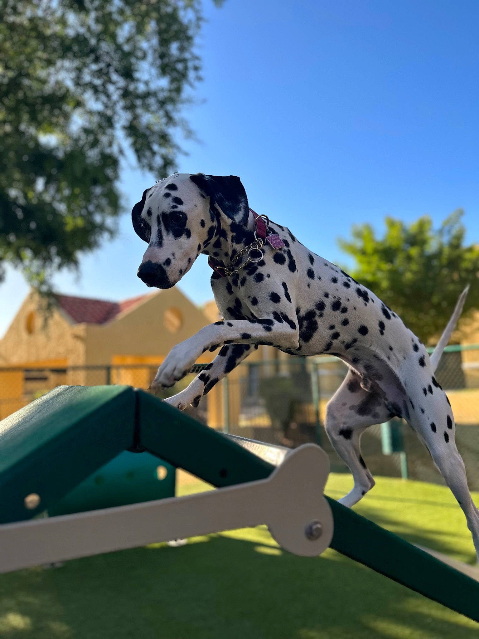Aspen joined the competition — help win amazing prizes! art, canidae, carnivore, companion_dog, dog, dog_breed, dog_supply, grass, leisure, metal, non_sporting_group, plant, playground, recreation, sky, sporting_group, tree, window, working_animal, working_dog