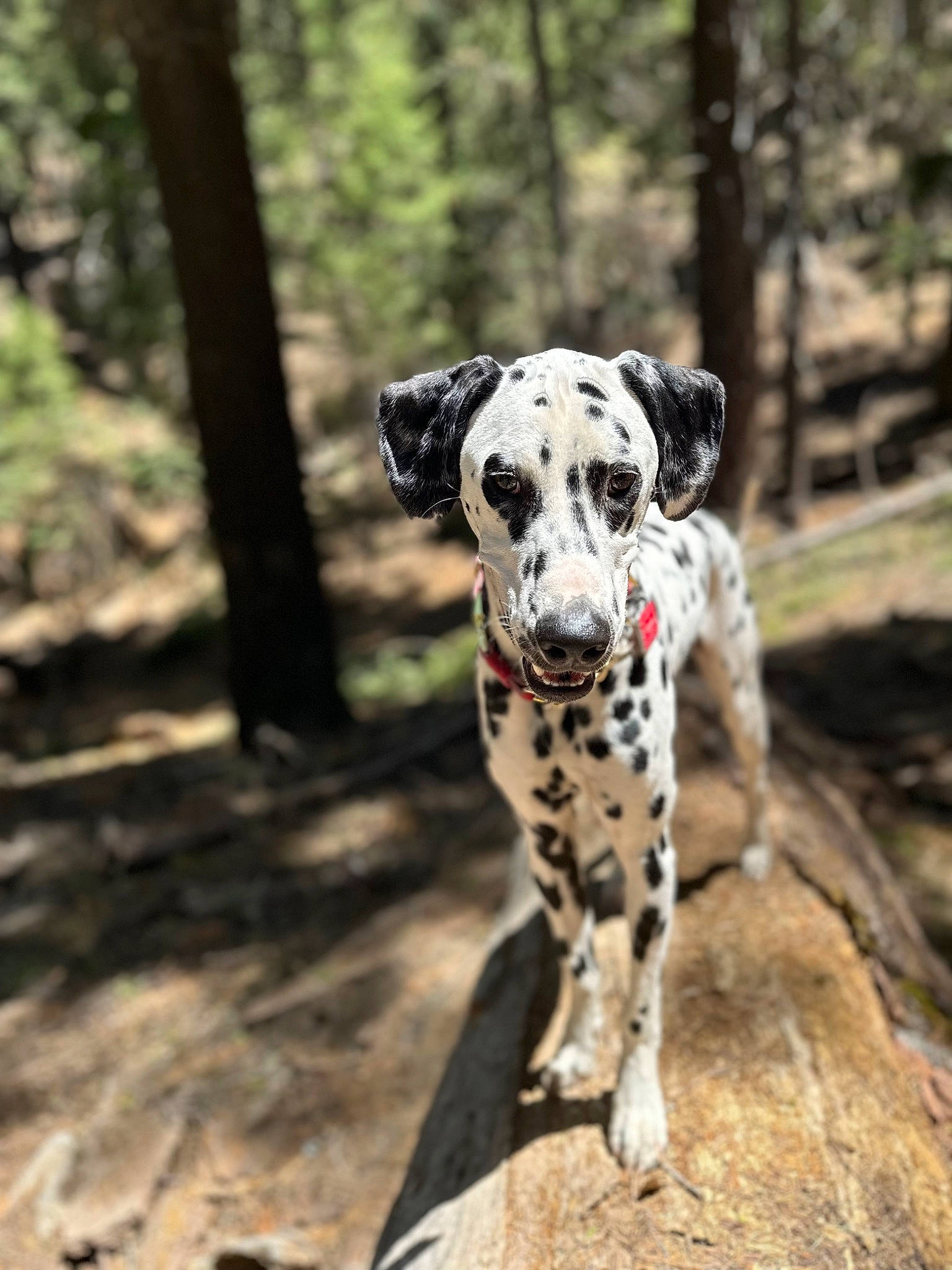 Aspen joined the competition — help win amazing prizes! canidae, carnivore, companion_dog, dalmatian, dog, dog_breed, dog_supply, fawn, forest, hunting_dog, non_sporting_group, paw, sporting_group, terrestrial_animal, tree, trunk, wood, woodland, working_animal, working_dog
