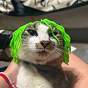 Skadi is registered to the contest to win money with this photo: cat, pet, animal, green_wig, plastic_strings, indoor, person_hand, wristbands, blanket, face_design, fur, whiskers, closeup, cute, domestic, eyes, nose, mouth, collar, fur_pattern