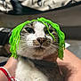 cat, pet, animal, green_wig, plastic_strings, indoor, person_hand, wristbands, blanket, face_design, fur, whiskers, closeup, cute, domestic, eyes, nose, mouth, collar, fur_pattern