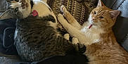 Skadi is registered to the contest to win money with this photo: cat, cats, feline, pet, pets, indoor, couch, pillow, blanket, resting, relaxed, orange_cat, tabby_cat, fur, whiskers, ears, collar, domestic_animal, companion, cozy