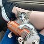 kitten, cat, orange_can, person, lap, shoe, sneaker, jeans, paw, pink_paw_pads, indoor, relaxed, cute, pet, animal, feline, resting, holding, casual, comfort