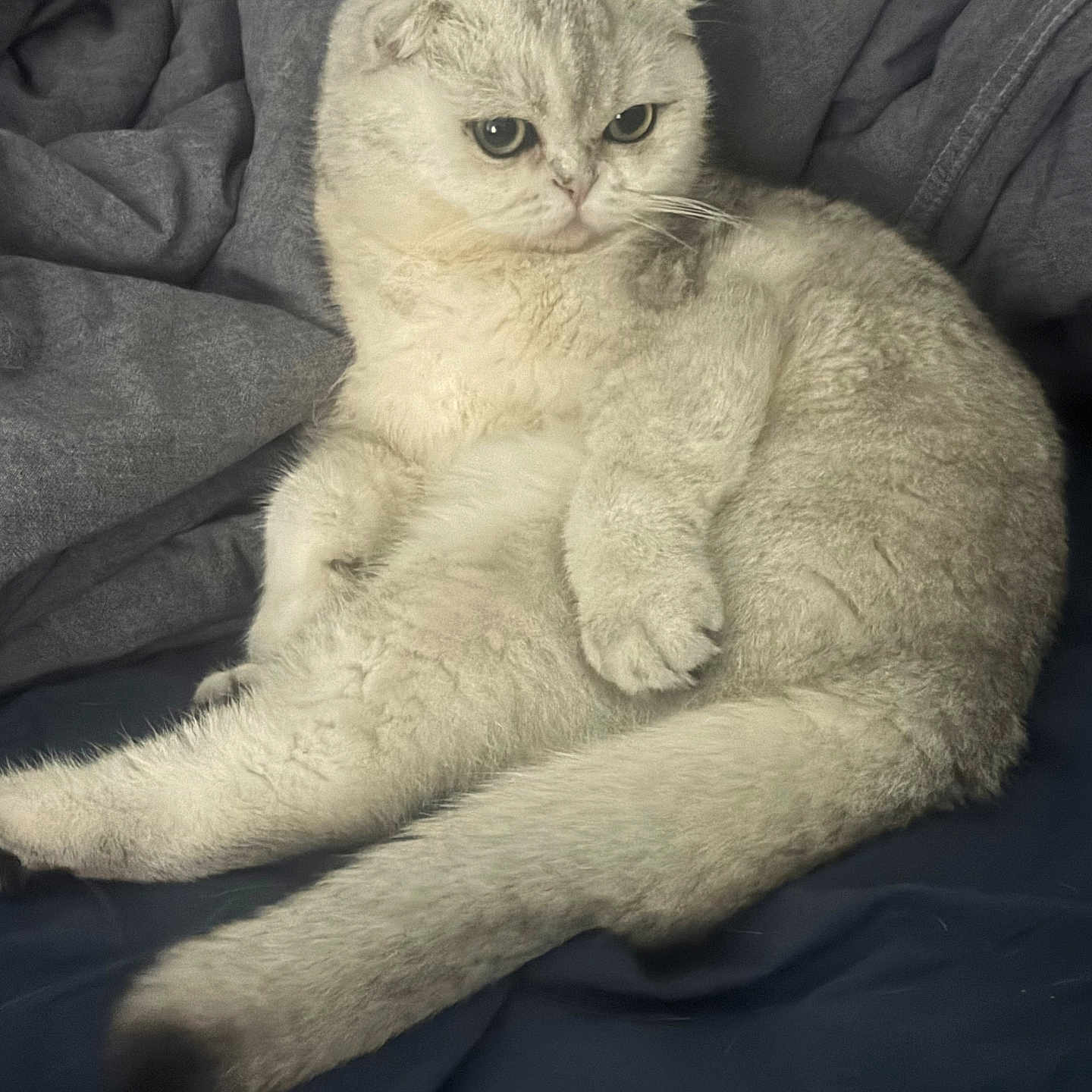 Stan a rejoint le concours — aidez-le/la à gagner de superbes lots ! bed, bedding, big_eyes, blanket, cat, cozy, cute, feline, fur, gray, indoor, paws, pet, plush, portrait, relaxed, scottish_fold, sitting, tail, whiskers