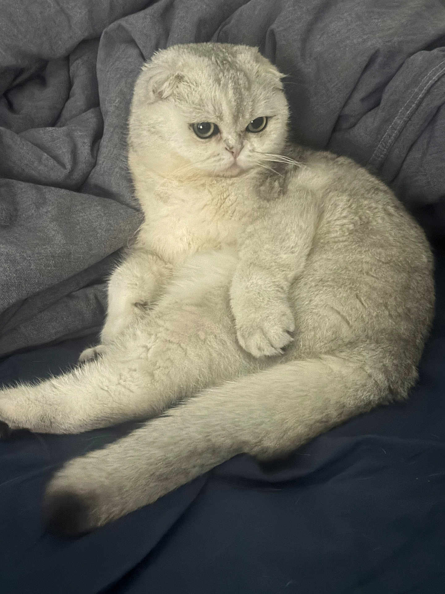 Stan a rejoint le concours — aidez-le/la à gagner de superbes lots ! cat, scottish_fold, pet, feline, sitting, plush, blanket, bedding, indoor, portrait, whiskers, paws, tail, fur, relaxed, big_eyes, cozy, cute, gray, bed