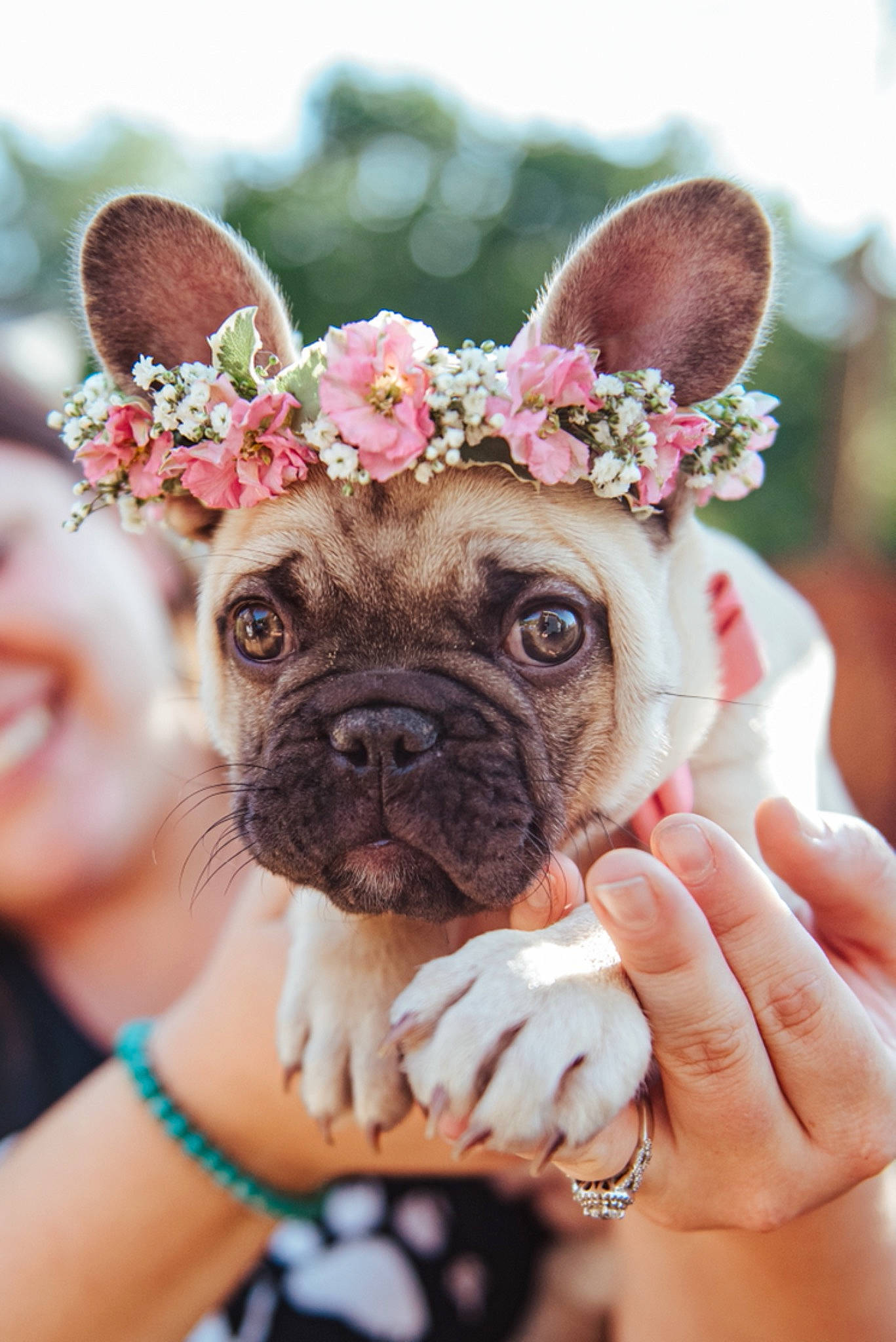 Piglet is registered to the contest to win money with this photo: beauty, carnivore, companion_dog, dog, dog_breed, dress, eye, fawn, flower, grass, happy, petal, photograph, pink, plant, rose, snout, sunglasses, tree, wrinkle