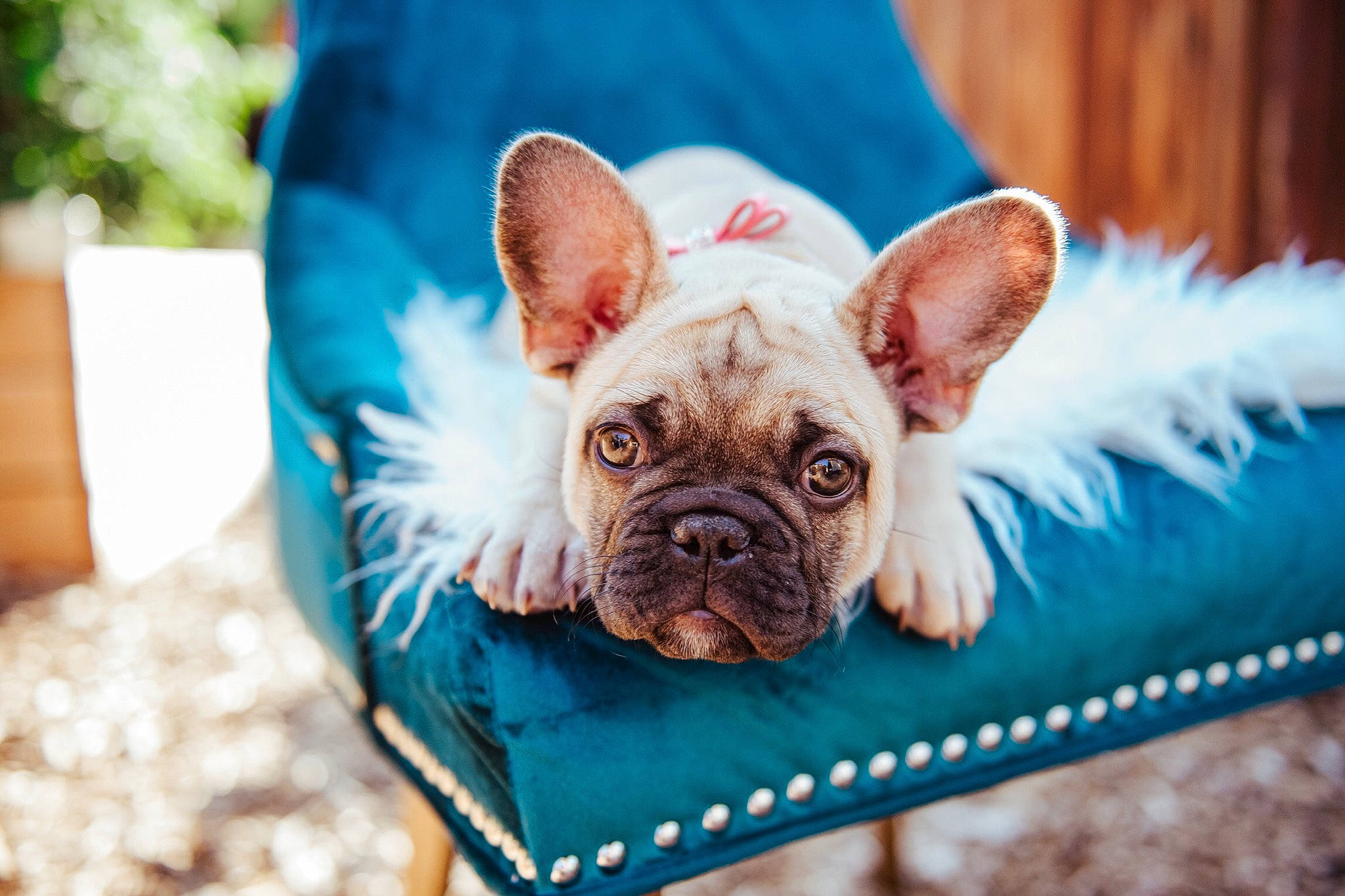 Piglet is registered to the contest to win money with this photo: blue, canidae, carnivore, comfort, companion_dog, dog, dog_breed, dog_supply, ear, eye, fawn, grass, head, snout, sporting_group, terrestrial_animal, toy_dog, whiskers, working_animal, wrinkle