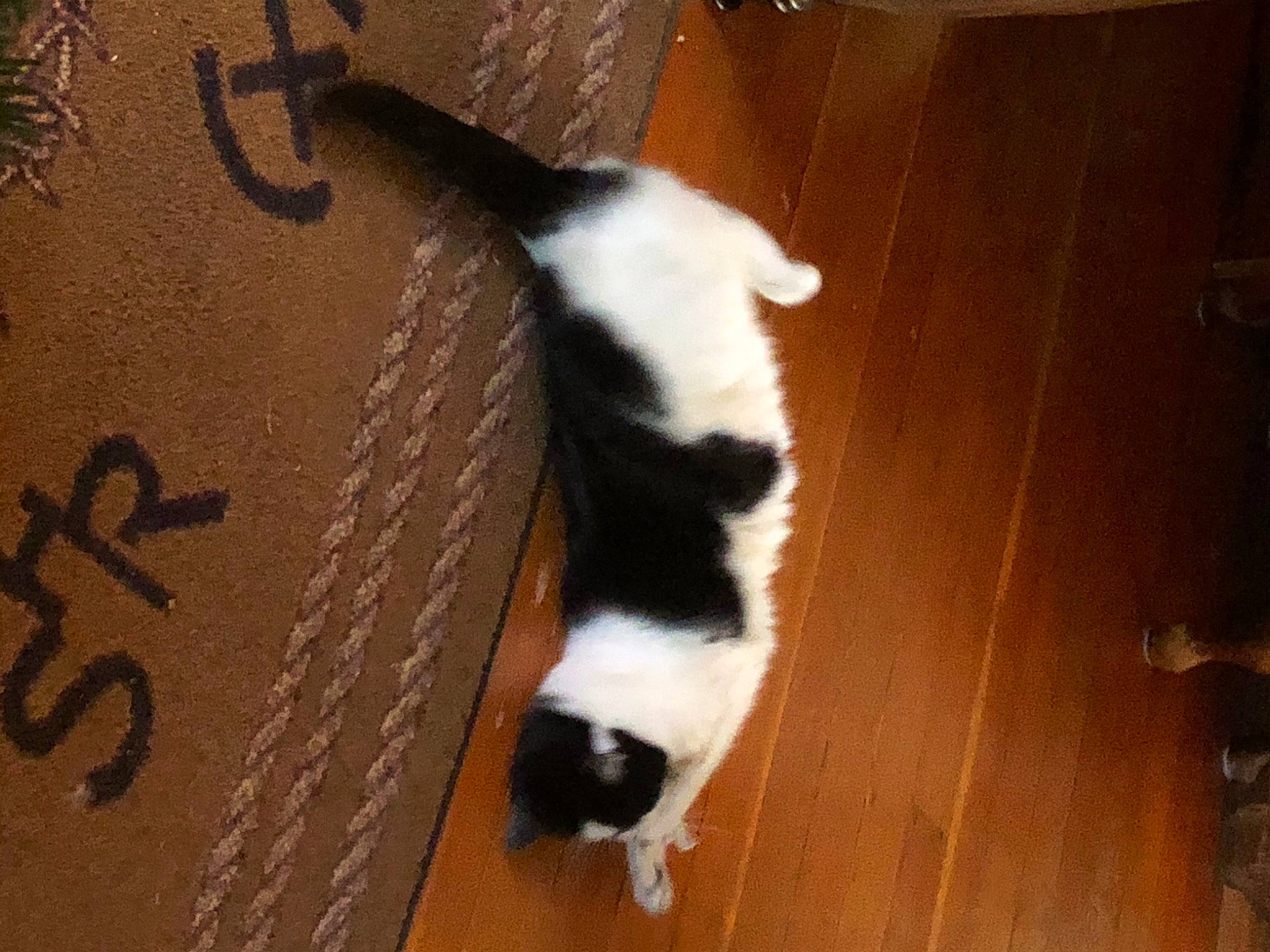 Kit E Cat is registered to the contest to win money with this photo: brown, canidae, carnivore, cat, dog_breed, domestic_short_haired_cat, felidae, floor, flooring, fur, hardwood, small_to_medium_sized_cats, snout, sporting_group, tail, terrestrial_animal, whiskers, wood, wood_flooring, wood_stain