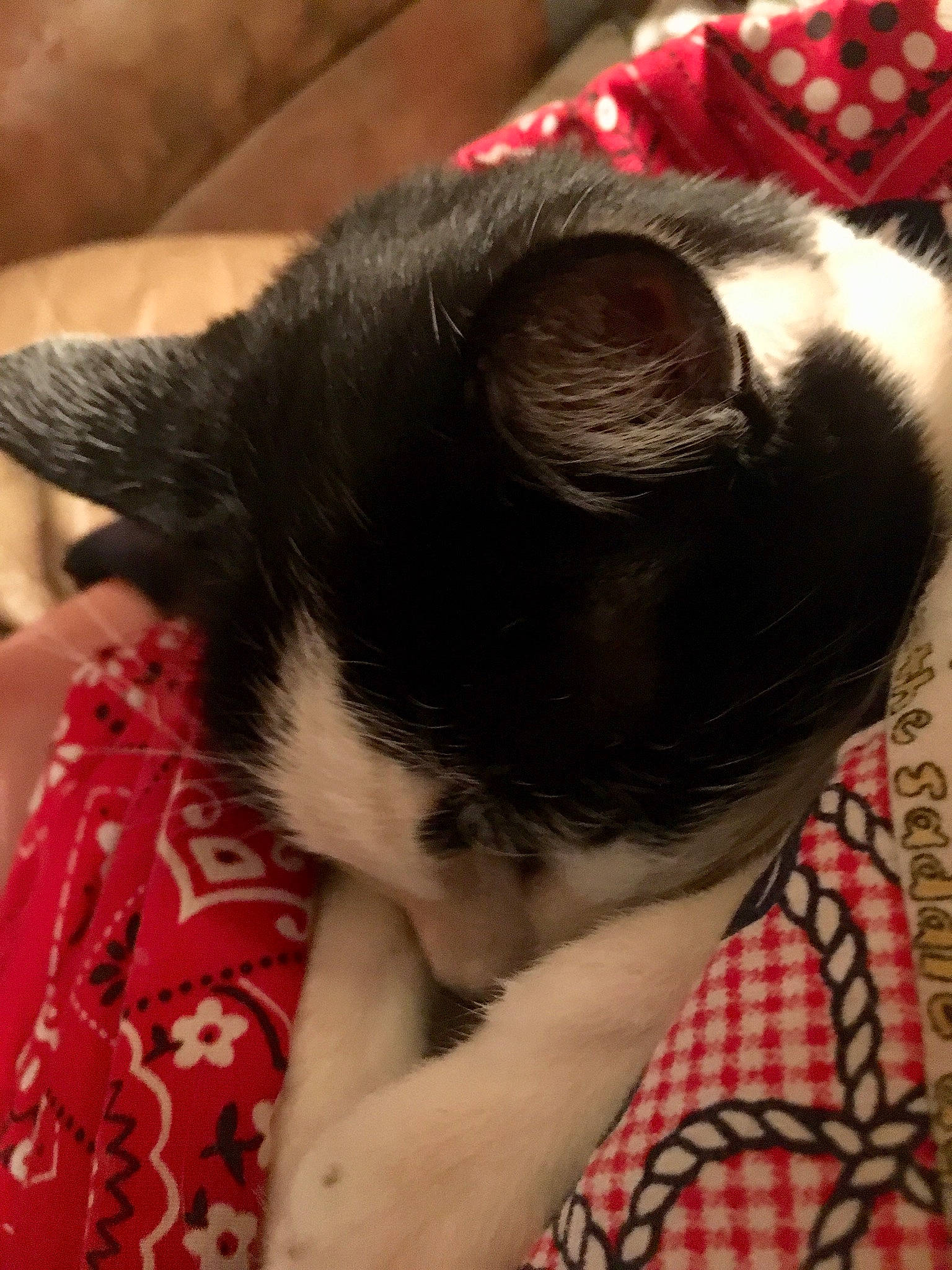 Kit E Cat joined the competition — help win amazing prizes! canidae, carmine, carnivore, cat, cat_supply, comfort, companion_dog, dog_breed, felidae, fur, lap, nap, pattern, plaid, small_to_medium_sized_cats, snout, sporting_group, tail, tartan, whiskers