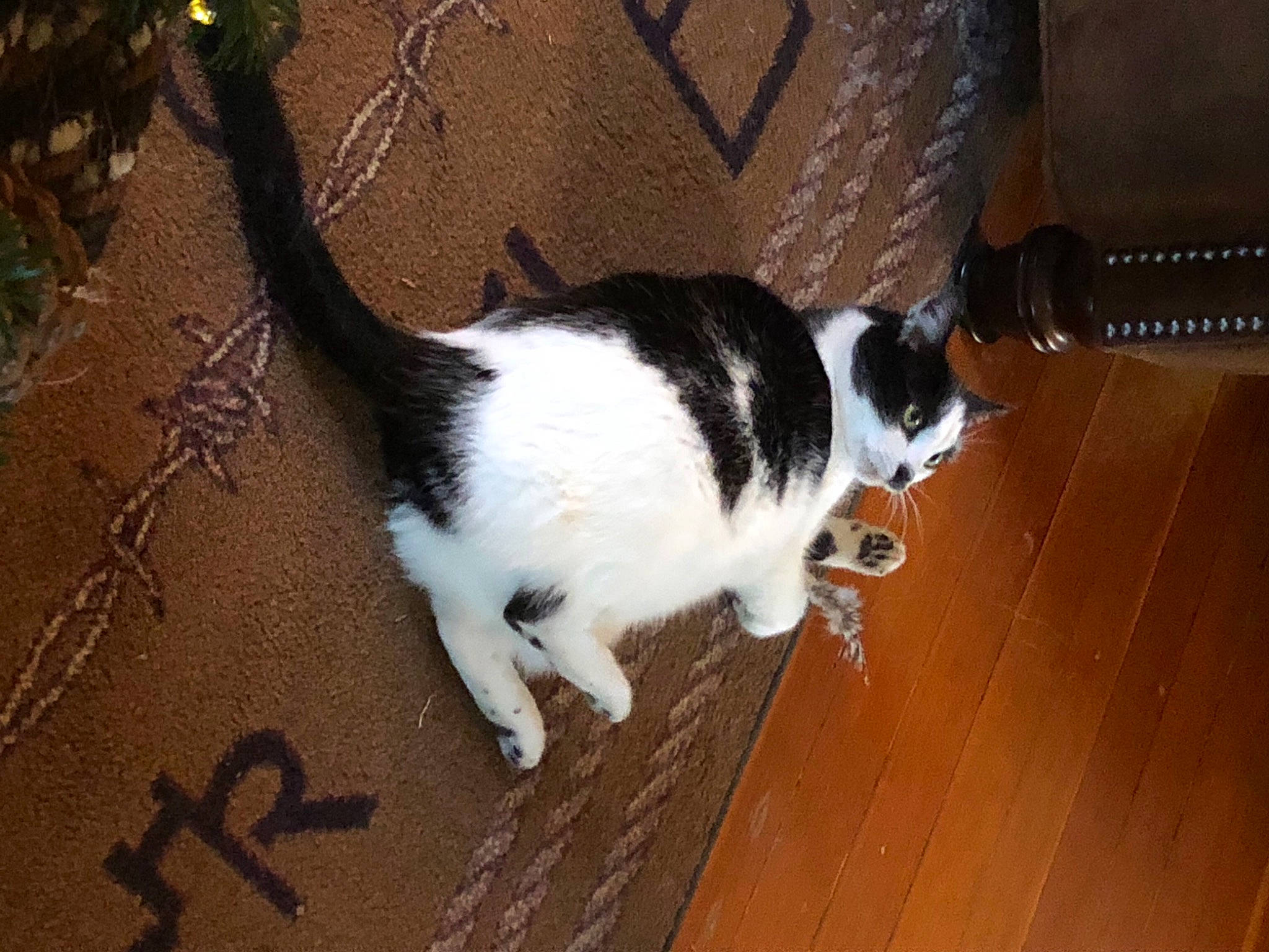 Kit E Cat joined the competition — help win amazing prizes! carnivore, cat, dog_breed, domestic_short_haired_cat, felidae, floor, flooring, fur, hardwood, human_leg, paw, plant, small_to_medium_sized_cats, snout, tail, terrestrial_animal, varnish, whiskers, wood, wood_stain