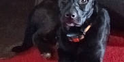 Skye joined the competition — help win amazing prizes! animal, attention, black_dog, canine, carpet, collar, dim_light, dog, domestic_animal, ears, floor, fur, home, indoor, looking, lying_down, mammal, pet, portrait, red_carpet
