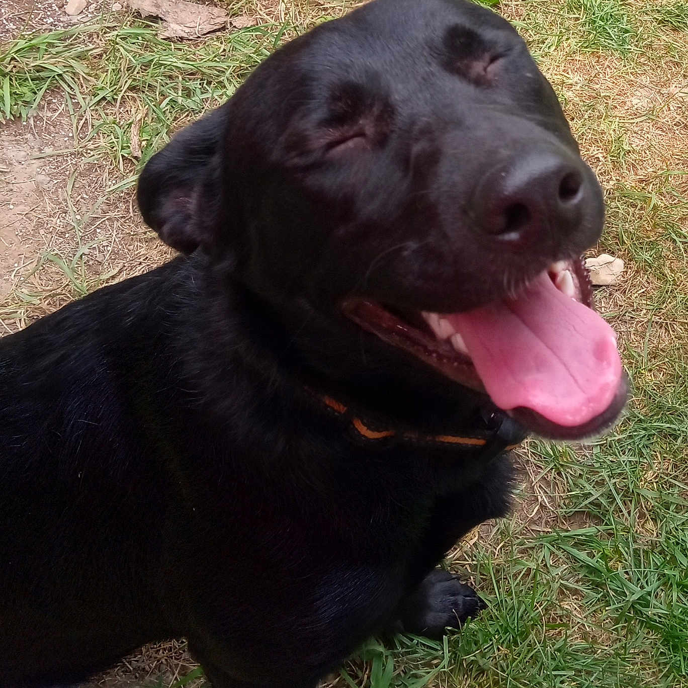 Skye is registered to the contest to win money with this photo: animal, black_dog, canine, close_up, collar, cute, daylight, dirt, dog, friendly, fur, grass, happy, nature, outdoor, pet, playful, sitting, smiling, tongue_out