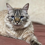 Bibichou a rejoint le concours — aidez-le/la à gagner de superbes lots ! animal, bed, blue_eyes, cat, claws, close_up, comfort, feline, fur, indoor, looking_at_camera, lying_down, paw, pet, relaxed, resting, soft_texture, striped_fur, tabby, whiskers