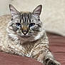 animal, bed, blue_eyes, cat, claws, close_up, comfort, feline, fur, indoor, looking_at_camera, lying_down, paw, pet, relaxed, resting, soft_texture, striped_fur, tabby, whiskers