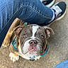 Rocko joined the competition — help win amazing prizes! animal, blue_leash, brown_fur, bulldog, closeup, collar, concrete, denim, dog, face, floppy_ears, jeans, looking_up, outdoor, pet, portrait, puppy, short_muzzle, sneakers, white_markings