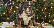 Rocko joined the competition — help win amazing prizes! animal, background, blanket, bulldog, christmas, christmas_tree, decorations, dog, festive, gift_wrap, green, grinch, holiday, indoors, lights, ornaments, pet, portrait, red, sitting