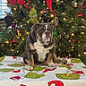 animal, background, blanket, bulldog, christmas, christmas_tree, decorations, dog, festive, gift_wrap, green, grinch, holiday, indoors, lights, ornaments, pet, portrait, red, sitting