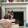 Rocko joined the competition — help win amazing prizes! animal, blanket, brown_and_white, bulldog, cozy, dog, fireplace, flowers, framed_photos, furniture, home_decor, indoors, living_room, mantel, pet, portrait, serious_expression, sitting, wooden_chest, wrinkles
