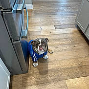 Rocko is registered to the contest to win money with this photo: animal, appliance, blue_tracksuit, bulldog, cabinet, clothing, dog, front_view, funny, home, indoors, kitchen, pet, portrait, refrigerator, serious_expression, short_hair, sitting, white_paws, wooden_floor