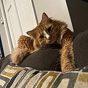 Buddy joined the competition — help win amazing prizes! animal, cat, couch, cozy, curious, door, ears, feline, fluffy, fur, home, indoor, living_room, orange_cat, pet, pillow, relaxed, resting, stretching, whiskers