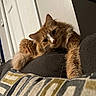 animal, cat, couch, cozy, curious, door, ears, feline, fluffy, fur, home, indoor, living_room, orange_cat, pet, pillow, relaxed, resting, stretching, whiskers