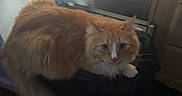 Buddy joined the competition — help win amazing prizes! animal, cat, cozy, curious, curtain, domestic_cat, feline, floor, fluffy, furniture, household, indoor, looking, orange_cat, pet, resting, soft_light, whiskers, white_paws, window