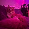 ambient_light, animal, bed, cat, couch, cozy, curious, domestic, fluffy, fur, furniture, household_items, indoor, night, pet, pink_lighting, purple_lighting, relaxed, resting, soft_texture
