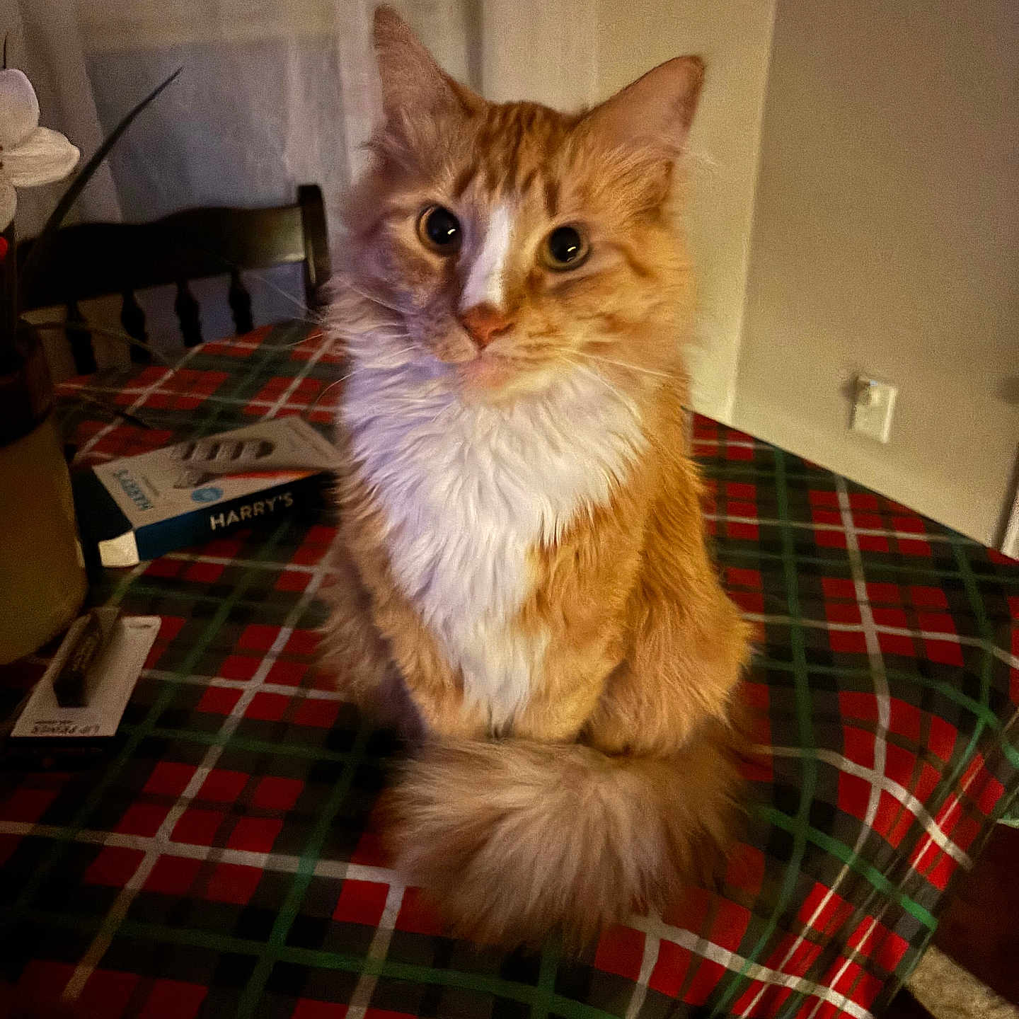 Buddy