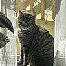 animal, cat, cozy, curtain, daylight, domestic_cat, feline, houseplant, indoor, pet, plant, shadow, sitting, striped_fur, sunlight, tabby_cat, window, window_frame, windowsill, wooden_stairs