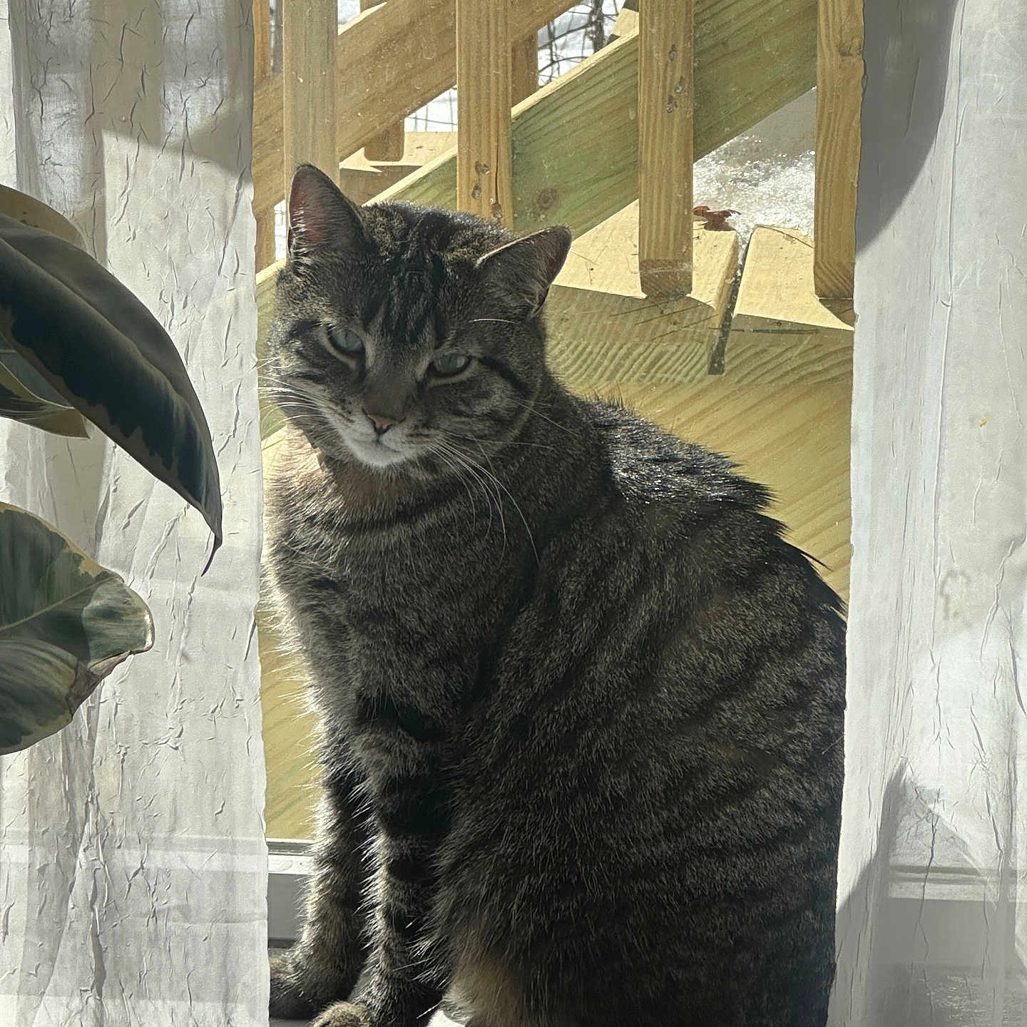 Kiki joined the competition — help win amazing prizes! animal, cat, cozy, curtain, daylight, domestic_cat, feline, houseplant, indoor, pet, plant, shadow, sitting, striped_fur, sunlight, tabby_cat, window, window_frame, windowsill, wooden_stairs